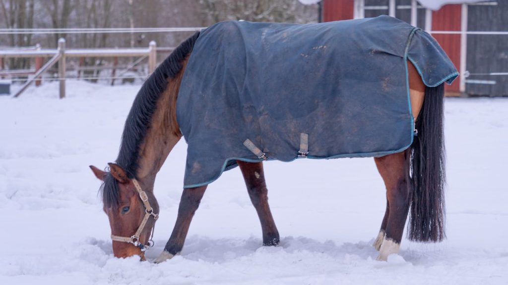 winterdeken paard