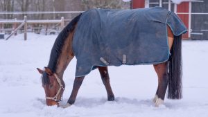 winterdeken paard